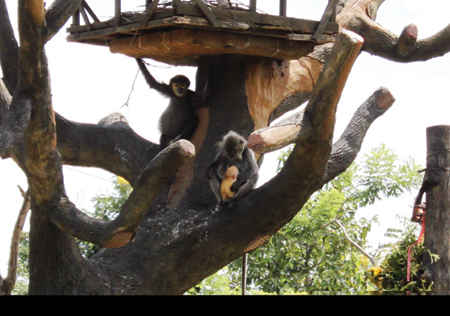 Mẹ con khỉ sóc Nam Phi.được nuôi ở khu du lịch Đại Nam.