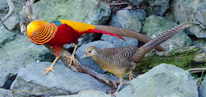 Ngoài vẹt đuôi dài Nam Mỹ, quan niệm chim trĩ hoàng đế là loài chim mang lại tài lộc, may mắn nên một số đại gia không tiếc tiền chi gần hàng chục triệu đồng mua về chơi.