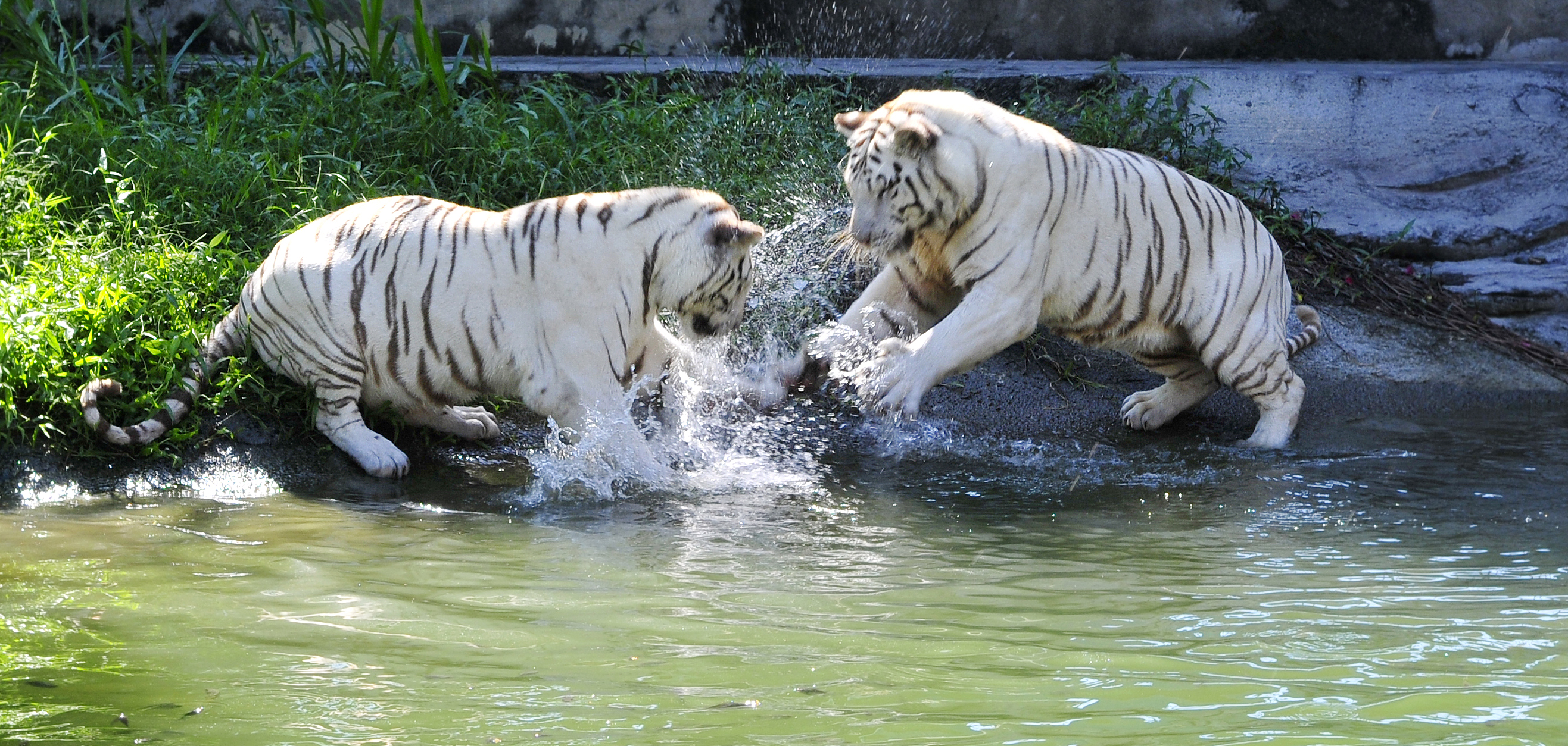 Hai con hổ nuôi tại Khu du lịch Đại Nam của đại gia Huỳnh Uy Dũng.