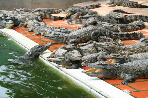 Anh Nguyễn Quang Hiển ở xã Trung Châu (Đan Phượng, Hà Nội) được mệnh danh là vua cá sấu đất Bắc. Bởi anh có trong tay trang trại cá sấu lên tới hơn 5.000 con, doanh thu mỗi năm vài chục tỷ đồng. 