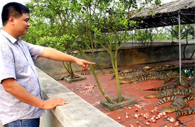 Sau hơn 10 năm gắn bó với cá sấu, giờ đây, trang trại của anh Hiển xuất mỗi năm 10.000 con cá sấu, thu lãi 6 tỷ đồng/năm.