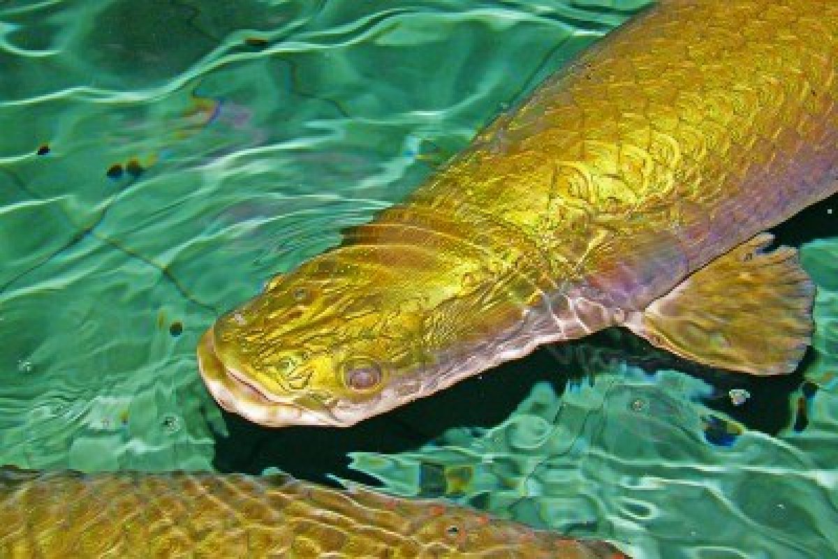 Cá hải tượng (còn gọi là hải tượng long hay cá rồng) là loài cá nước ngọt lớn nhất thế giới. Với những đặc tính về cách săn mồi, chúng được mệnh danh là ‘quái vật vùng Amazon’. Bản tính cá rất hung dữ, có thể tấn công và hạ gục con mồi chỉ trong chốc lát.