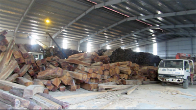 Ngoài 1 khu chợ gỗ khổng lồ, Minh Sâm có tới 3 kho chứa gỗ lúc nào cũng đầy ắp cả vạn khối gỗ trắc, chưa kể các loại gỗ quý khác. 