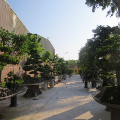 Đây là một góc trong vườn bonsai, cây cảnh của Minh “Sâm”. Để chăm cây cảnh, ông trùm chấp nhận bỏ tiền thuê đội ngũ chuyên gia của Nhật sang Việt Nam mỗi năm 2 lần và ở lại hàng tháng trời để chăm sóc, tỉa tót cho cây theo đúng công nghệ Nhật Bản.