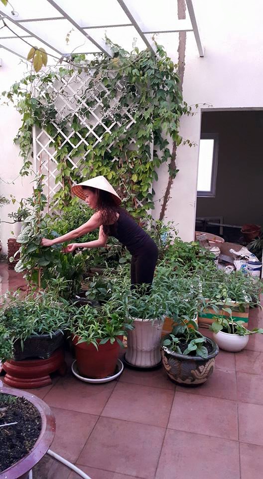 Vườn rau gia đình Hồ Ngọc Hà chủ yếu do mẹ cô chăm sóc, bao gồm rau muống, mùng tơi, rau lang, rau cải, rau gia vị...