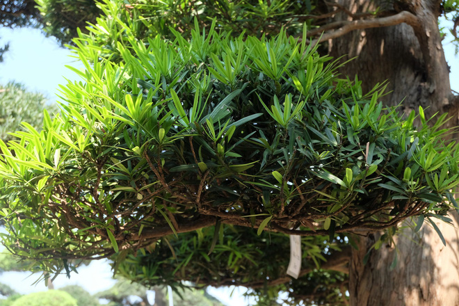 cay-tung-la-han-600-tuoi-gia-17-ty-dong-trong-vuon-cay-nghin-ty-o-ha-noi cay-tung-la-han-600-tuoi-gia-17-ty-dong-trong-vuon-cay-nghin-ty-o-ha-noi