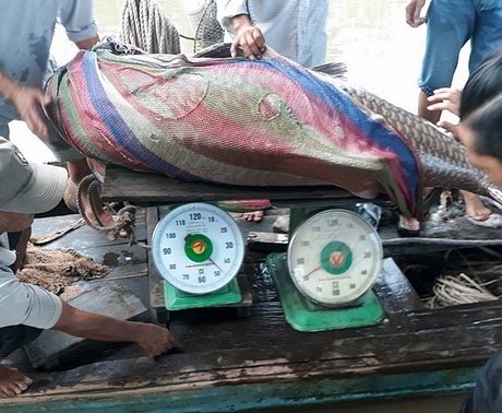 vinh-long-giang-luoi-bat-duoc-ca-ho-vang-nang-khung-125kg-ban-ngay-thu-300-trieu vinh-long-giang-luoi-bat-duoc-ca-ho-vang-nang-khung-125kg-ban-ngay-thu-300-trieu