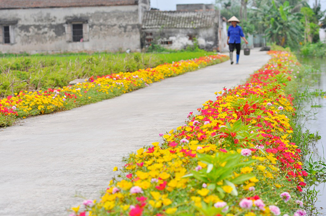 Cứ mùa hè đến, những con đường ở một số xã thuộc huyện Hải Hậu (Nam Định) lại được tô điểm bởi hàng ngàn những bông hoa mười giờ đủ màu sắc. Ảnh: Trần Kháng/ Gia đình Việt Nam