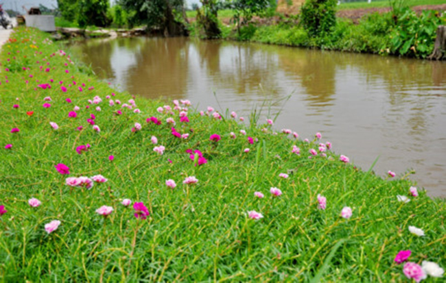 Ven sông, hoa mười giờ được trồng thay cho cỏ. Ảnh Trần Kháng/ Gia đình Việt Nam