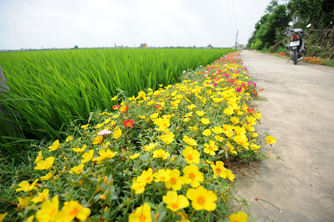 Hay tại xóm 5 (xã Hải Quang, Hải Hậu, Nam Định), bạn cũng sẽ thấy thích thú với con đường bê tông trồng hoa hai bên. Ảnh: Dương Triều/ Vnexpress