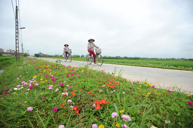 Đôi chỗ cũng được trồng xen kẽ những bông hoa mười giờ Thái Lan. Ảnh: Dương Triều/ Vnexpress