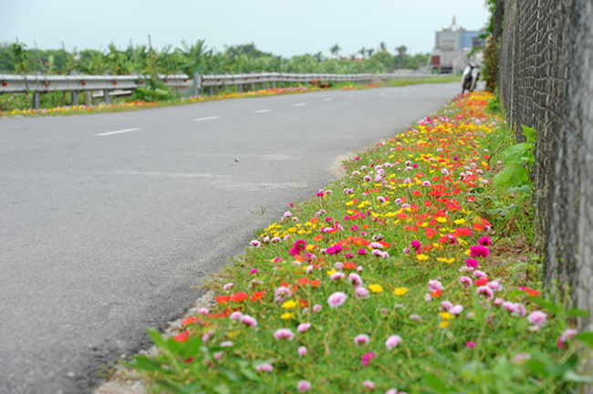 Thảm hoa hai bên đường giúp con đường thêm thơ mộng. Ảnh: Dương Triều/ Vnexpress