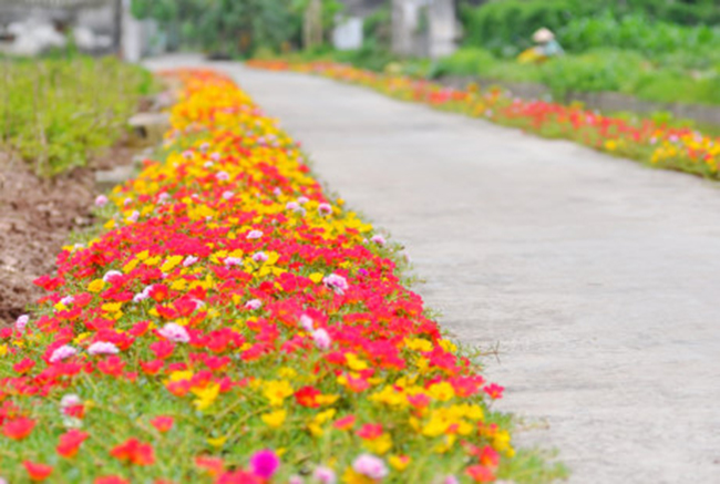 Những loại hoa mười giờ khác nhau được trồng xen kẽ, tạo nên một thảm hoa nhiều màu bắt mắt. Ảnh: Trần Kháng/ Gia đình Việt Nam