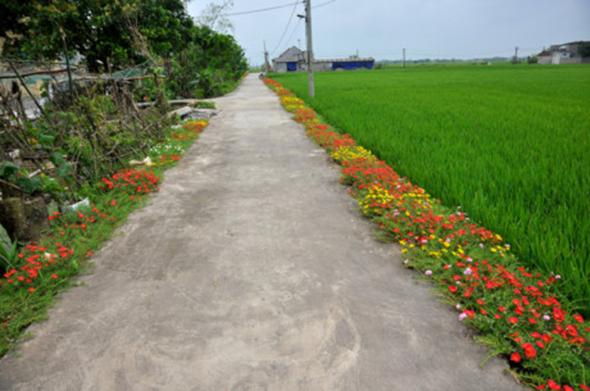 Bên những ruộng lúa, những bông hoa giúp cánh đồng càng bình yên đến lạ. Ảnh: Trần Kháng/ Gia đình Việt Nam