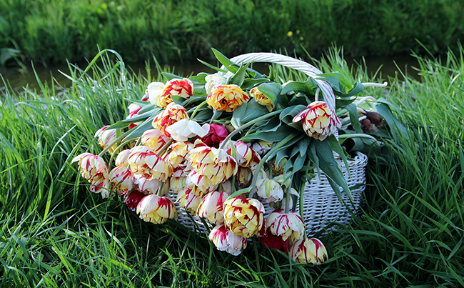 Những bông hoa tulip đủ màu sắc, đơn, kép được trồng trên cánh đồng ở Hà Lan.
