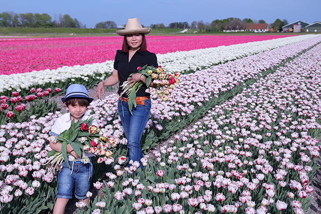 Việt Hà thường theo mẹ đi lượm những bông hoa tulip còn sót lại trên cánh đồng về cắm tại nhà.