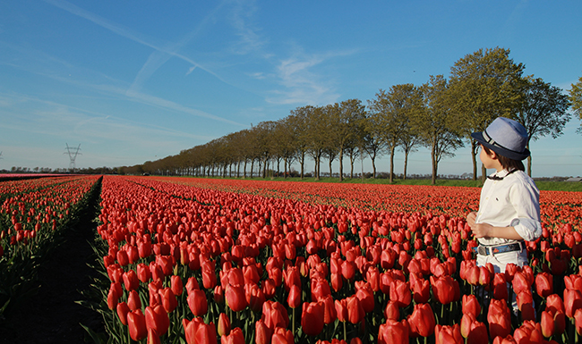 Những cánh đồng hoa tulip chạy dài tít tắp.