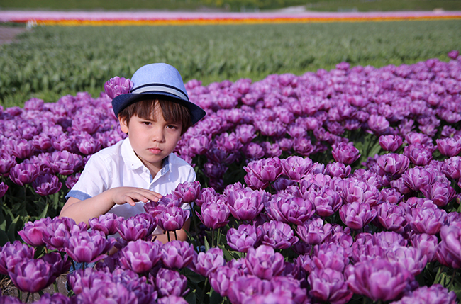 Việt Hà là mẫu nhí riêng của mẹ trên những cánh đồng hoa tulip ở Hà Lan.