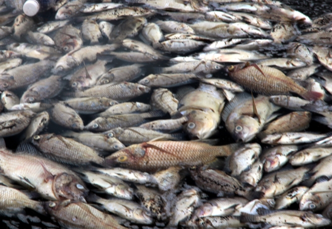 Hiện tượng cá chết không những gây thiệt hại kinh tế và ảnh hưởng môi trường. Phương án xử lý môi trường, chính quyền xã đã làm việc với các hộ và huy động lực lượng thanh niên để thu gom xử lý. Hiện, do số lượng mấy ngày gần đây cá chết quá nhiều nên xử lý chưa hết được. Ảnh: báo Nông nghiệp Việt Nam