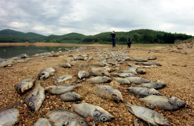 Theo các nhà chuyên môn nhận định, nguyên nhân cá chết là do mực nước hồ tụt xuống. Ảnh: báo Nông nghiệp Việt Nam.