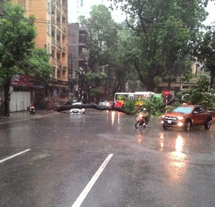 Hiện trên đường Hoàng Đạo Thúy, chiều từ Lê Văn Lương về Trần Duy Hưng, có 1 cây rất to đổ chắn toàn bộ chiều lưu thông này. Các phương tiện đang phải chèn sang làn đường phía bên kia để đi. Khả năng ùn tắc rất cao.