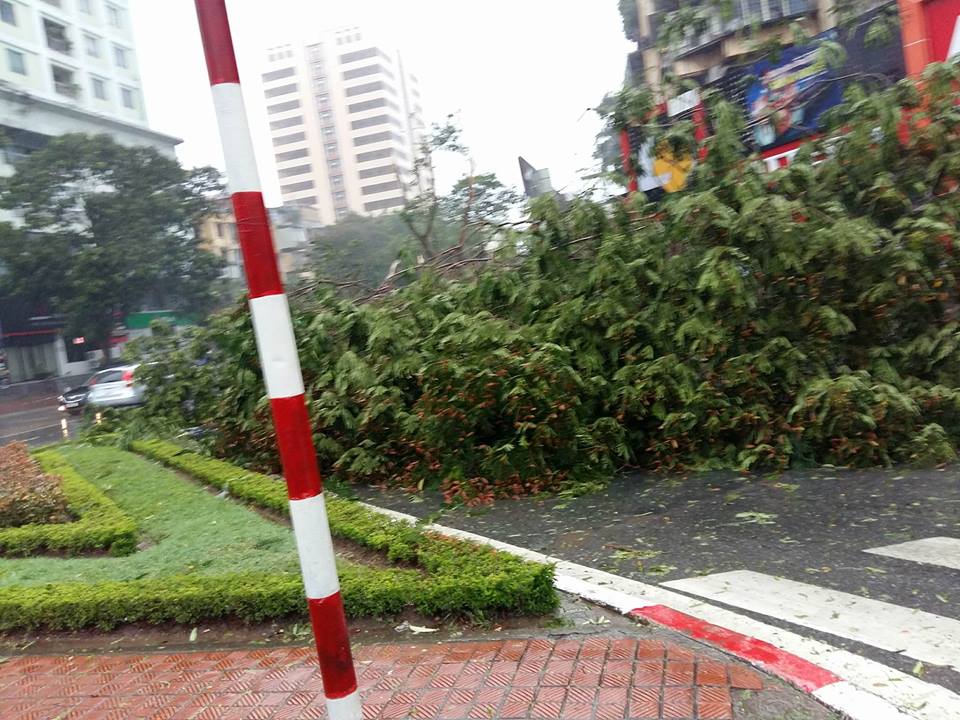 Đây là hình ảnh cây đổ rạp trên đường Nguyễn Chí Thanh.