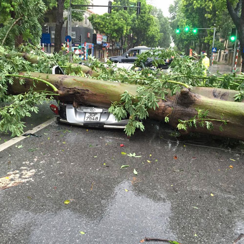 Nhiều ô tô bị hư hỏng nặng do cây 'đè chết'. Ảnh chụp trên đường Trần Thái Tông.