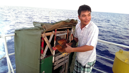 Các chiến sĩ hồ hởi khoe tăng gia sản xuất, đảm bảo lượng thực phẩm tươi hàng ngày bằng cách nuôi gà, vịt ngay trên boong tàu