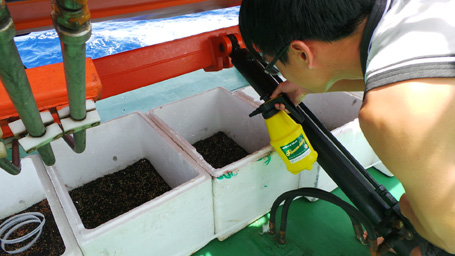 Cảnh sát biển Việt Nam tăng gia ươm trồng rau để khắc phục tình trạng thiếu rau xanh