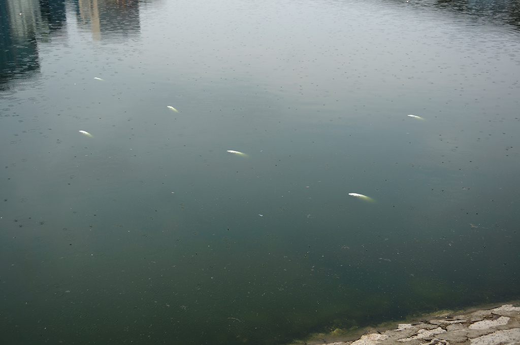 Sau cơn mưa nhỏ đêm hôm trước, từ sáng sớm ngày 8/6 ở hồ Hoàng Cầu xuất hiện hiện tượng cá chết hàng loạt nổi lên trên mặt nước. Ảnh Dân Trí