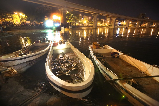 Những chiếc thuyền của Công ty thoát nước Hà Nội liên tục cập bờ đưa cá chết lên xe chờ sẵn. Ảnh VnExpress