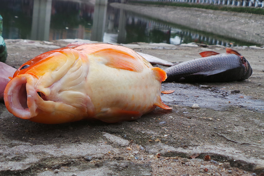 Cá chết chủ yếu là loại có trọng lượng khoảng trên dưới 1kg. Ảnh Dân Trí