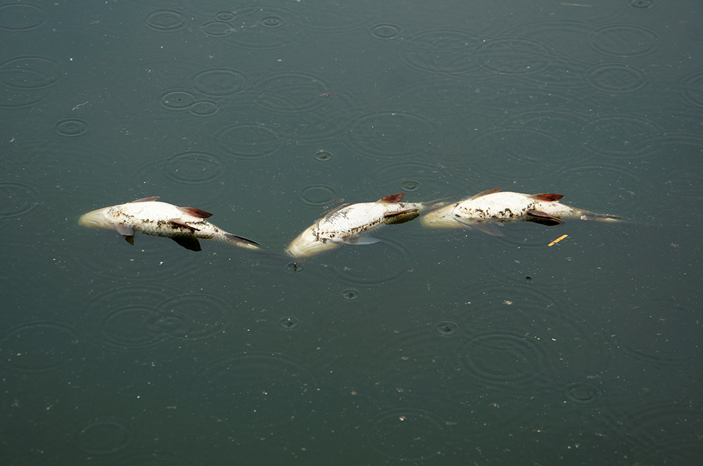Lượng cá chết ngày càng lớn gây ô nhiễm hồ Hoàng Cầu. Ảnh Dân Trí
