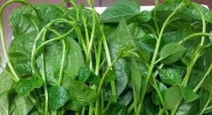thực phẩm vàng giúp chữa chứng đầy hơi khó tiêu cho trẻ thực phẩm vàng giúp chữa chứng đầy hơi khó tiêu cho trẻ