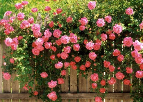 Hoa hồng leo là loài hoa thích hợp để trang trí cổng hoặc sân vườn