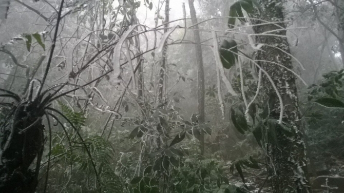 Vườn quốc gia Ba Vì, Hà Nội phủ tuyết từ cành cây đến ngọn cỏ. Ảnh: Một Thế Giới