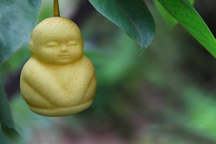 Khi nhìn quả lê này, nhiều người liên tưởng đến cây nhân sâm quý trong bộ phim Tây Du Ký với 'thành quả'cũng là những trái cây hình em bé.