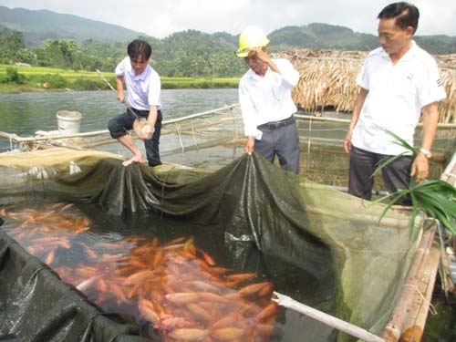 Kỹ thuật nuôi cá điêu hồng trong lồng đã nâng cao năng suất chất lượng cá thương phẩm, mang lại nguồn thu ổn định cho người dân
