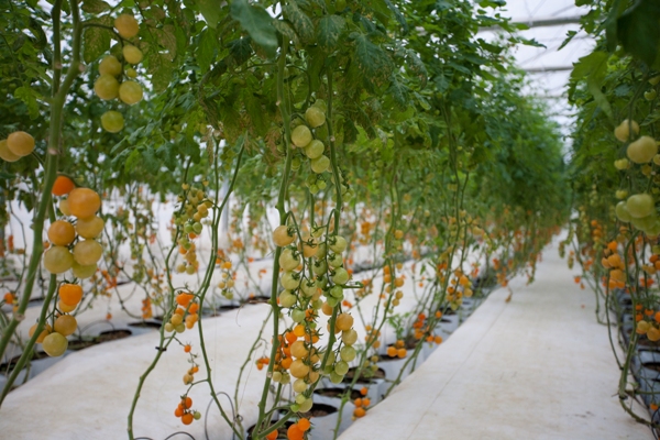 Hiện Skyfarm đang canh tác các loại cà chua với các giống cà chua của Việt Nam, Hà Lan, Israel, Hoa Kỳ, Nga, Ukraine..