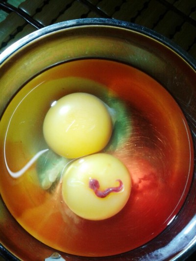 Ấu trùng trong quả trứng ngọ nguậy khi dùng tăm khuấy lên. Ảnh N.Hoàng