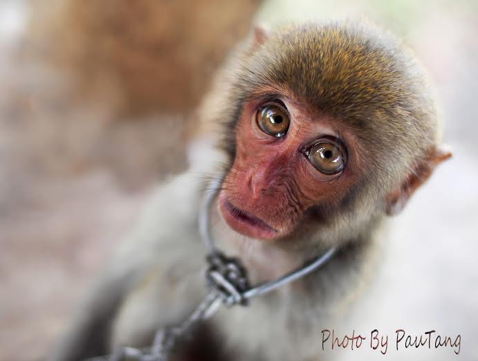 Khỉ mặt đỏ chụp ở 1 trạm kiểm lậm rừng QG konkakinh, Kontum .