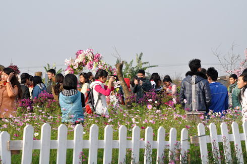 Đa phần những người tới chụp ảnh tại những nhà vườn hoa ở Nhật Tân là giới trẻ hoặc các cặp uyên ương và gia đình