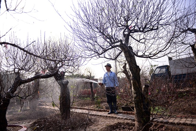 Nhanh nhạy bắt kịp nhu cầu, một số gia đình nông dân Nhật Tân (Hà Nội) trước đây chỉ sống bằng nghề trồng hoa đào, nay đã năng động chuyển sang cho thuê các địa điểm chụp ảnh. Nhiều làng hoa trở thành địa điểm để giới trẻ nô nức đến tạo dáng chụp hình