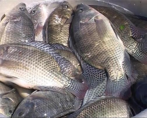 Các loại thủy sản thường bày bán tại chợ như: cá rô phi, cá chép, cá trôi, cá mè, cá trắm được dự đoán tăng giá 20%.
