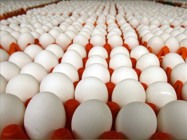 Các loại trứng gà, trứng vịt, trứng chim cút có khả năng đội giá lên khoảng 30%. 