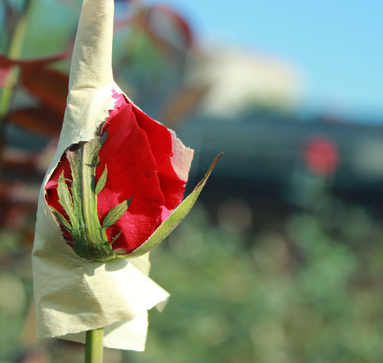 Hoa hồng Mê Linh sẵn sàng cho ngày 20/11