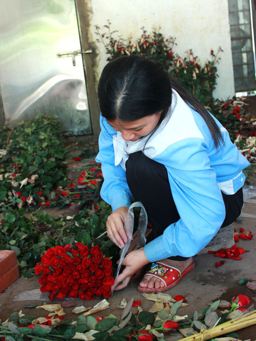 Mỗi bông hoa hồng hiện nay người dân Mê Linh bán cho các lái buôn từ 500 – 700 đồng/ bông và xuất buôn lên các chợ đầu mối có giá từ 1.000 - 1.500 đồng/bông.