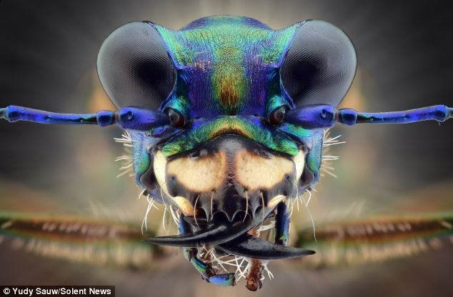 Đây là một con bọ hổ, một loài thường được biết đến với tốc độ nhanh và tấn công bằng nọc độc.