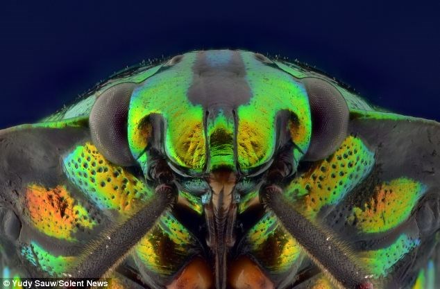 Nhiếp ảnh gia Yudy Sauw đã chụp rất nhiều loài vật, zoom cận cảnh mặt của những loài bọ, kiến, ong và bọ ngựa.