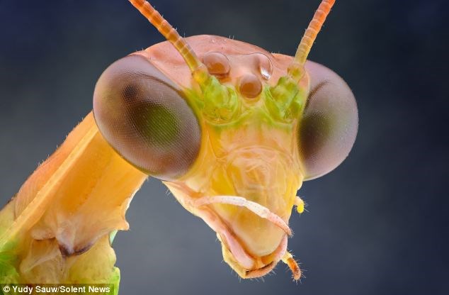 Cận cảnh khuôn mặt của một con bọ ngựa, hình ảnh cho thấy con vật với đôi mắt lồi giống như “phác họa” người ngoài hành tinh của con người.
